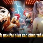 Đá Gà PG88 – Thưởng Thức Trận Chiến Nghẹt Thở Mỗi Ngày